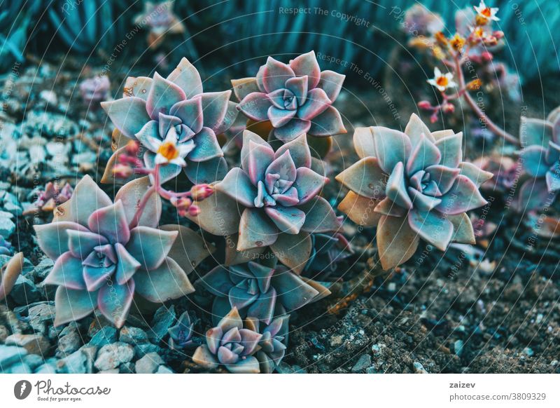 Close-up of some graptopetalum paraguayense flowers crassulaceae sedum weinbergii mother-of-pearl-plant ghost plant succulent fleshy blossom jade plant petals