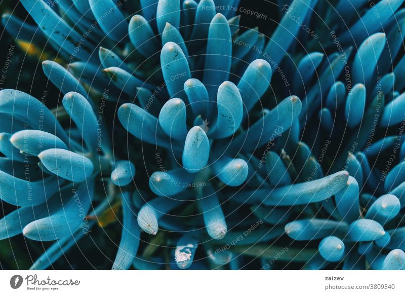 Close-up of a blue kleinia mandraliscae plant taken from above senecio senecio mandraliscae asteraceae leaves fat crass succulent fleshy cylindrical