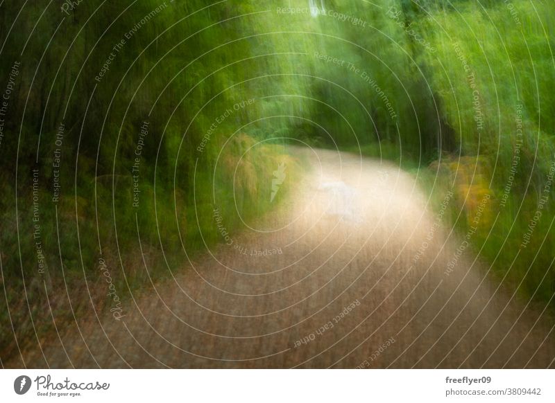 Trepidated capture of a path on a forest movement trail running pov trepidation walking artistic filmic postmodern postmodernism baroque neo neobaroque error