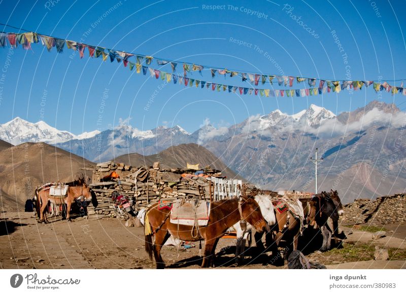 workhorses Environment Nature Landscape Sky Cloudless sky Sun Climate Beautiful weather Rock Mountain Peak Snowcapped peak Nepal Himalayas High mountain region