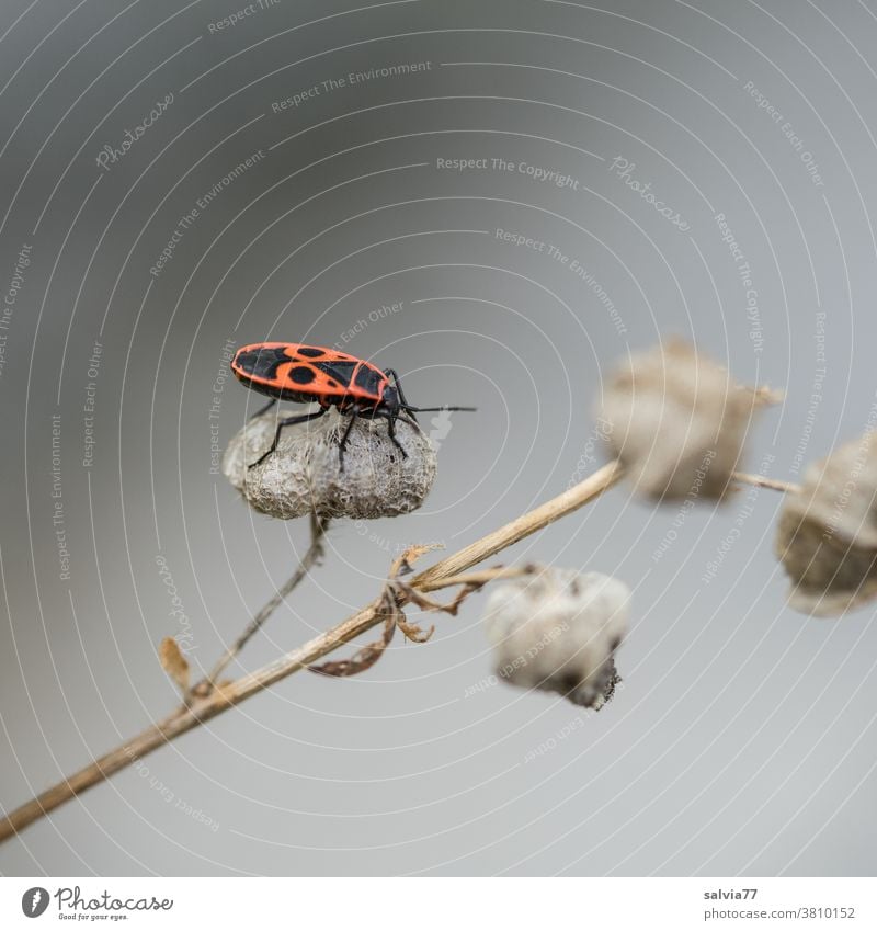 Fire bug with face on the back Nature Firebug Insect Beetle Bug Red Animal Close-up Plant Crawl Macro (Extreme close-up) Neutral Background Black