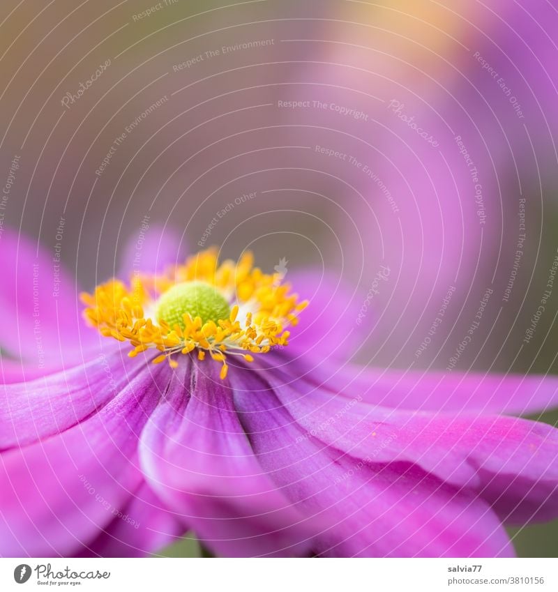 Flower queen in autumn Chinese Anemone Blossom Garden Blossoming Nature Plant Autumn Pink pink Macro (Extreme close-up) Close-up pretty Shallow depth of field