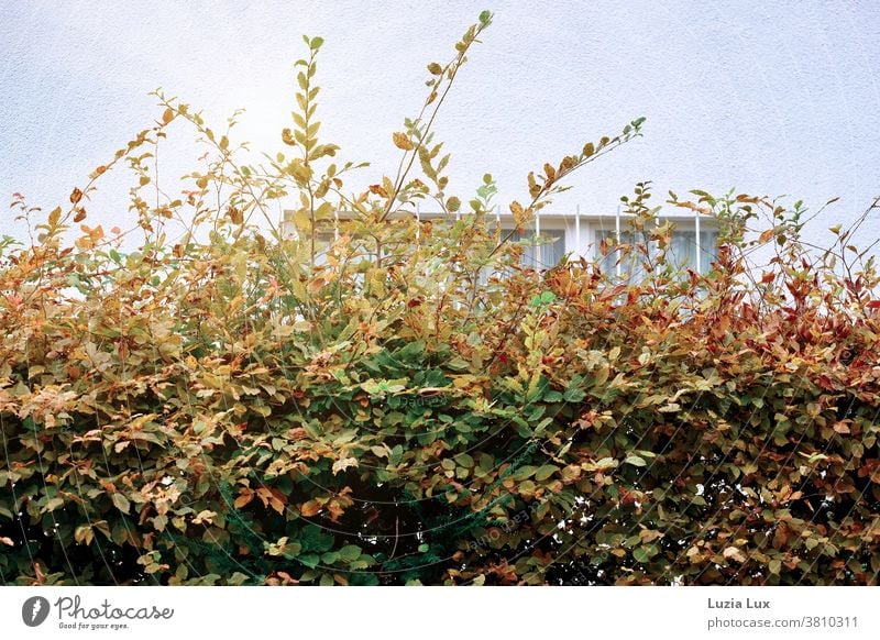 Autumn hedge in front of a barred cellar window Autumnal Hedge Autumn leaves Exterior shot Day house wall Window Grating autumn colours Autumnal colours