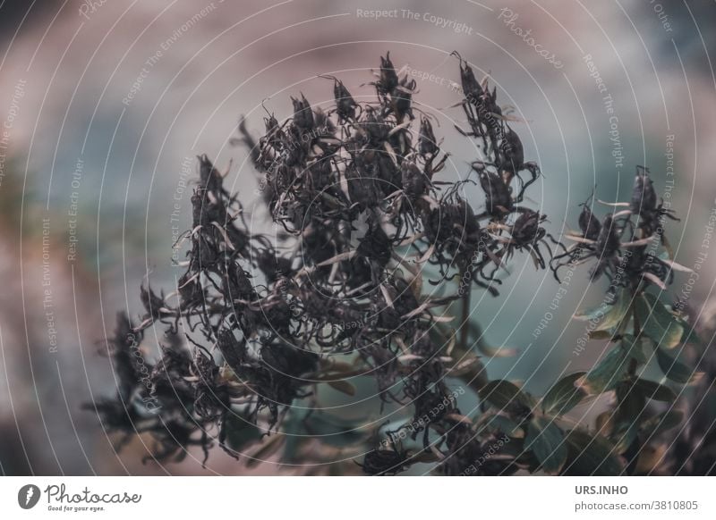 Nature is also ephemeral Blossom Shriveled Plant Dry Exterior shot Shallow depth of field blurriness Faded Brown Gray Subdued colour Autumn Flower Transience