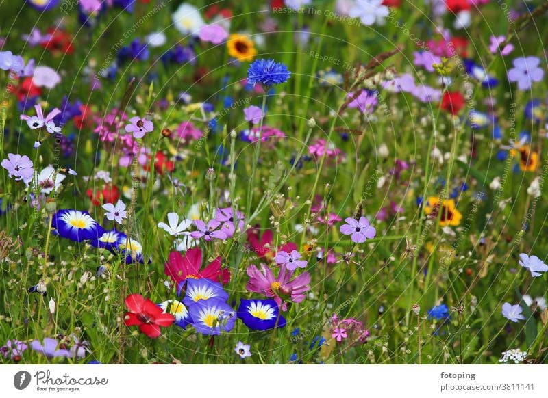 Colourful flower meadow in the basic colour green
with various wild flowers. Leaf Flower Flower field Flower meadow Meadow little flowers Blossom Botany flora