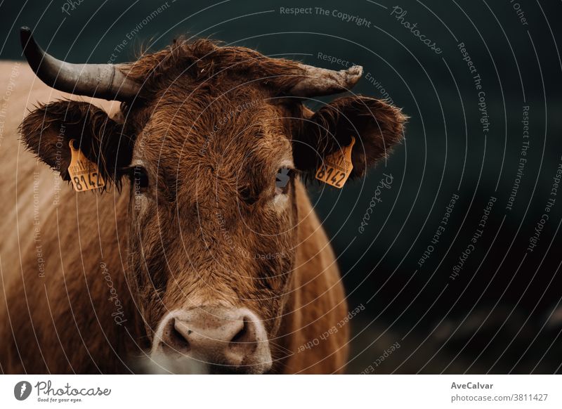 Close up with copy space of a brown cow looking straight to camera during a stormy day in the middle of the mountains vitality looking at camera mouth save