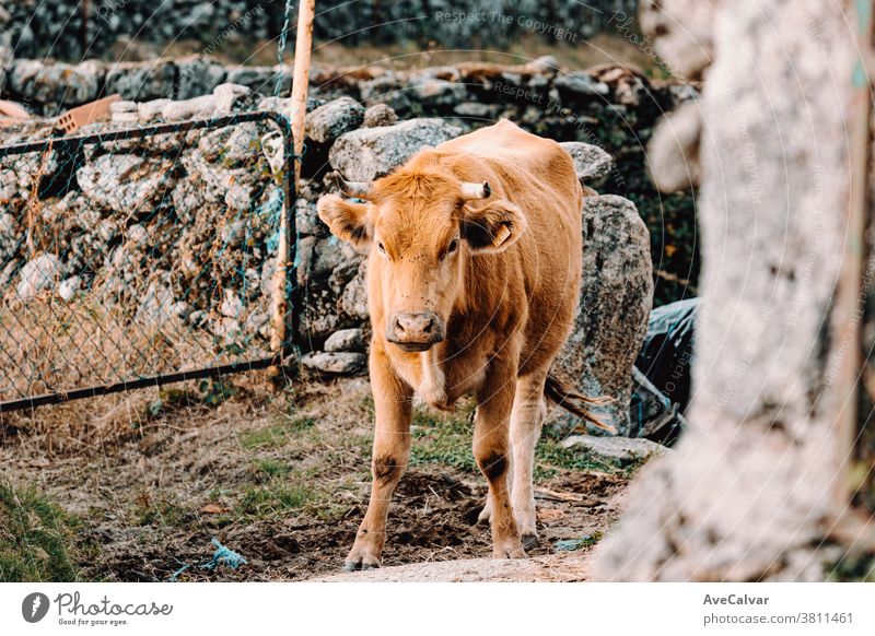 Small baby cow looking to camera in a defiant position on a sunny day in the farm closeup grass brown farming green hay bull macro field animal caricature chew