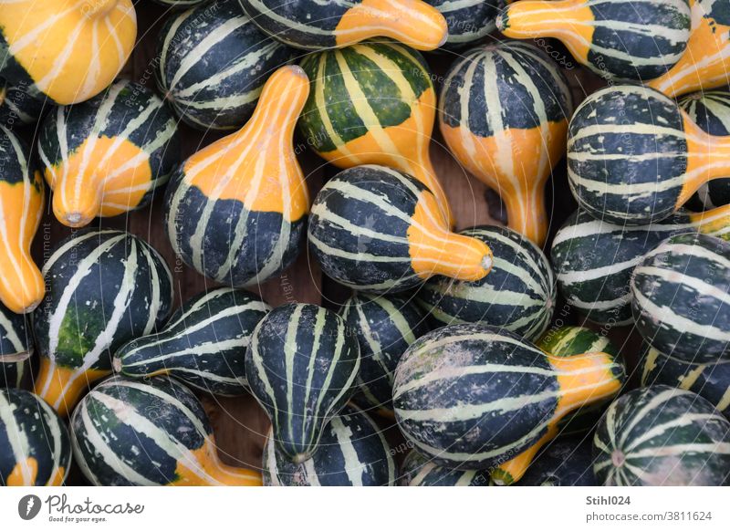 striped pumpkins ornamental pumpkin Striped Vegetable Autumn Hallowe'en Green Yellow thanksgiving Harvest Cucurbits Close-up Fruit detail organic Biological