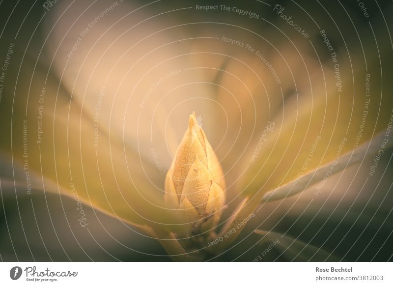 Rhododendron bud Rhododendrom Plant Nature Colour photo Exterior shot Macro (Extreme close-up)