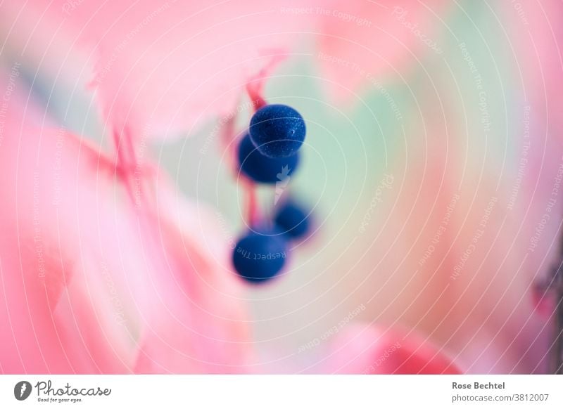 Blue berries on wild wine Berries Virginia Creeper parthenocissus maiden vine Autumn Plant Shallow depth of field Multicoloured Nature Central perspective