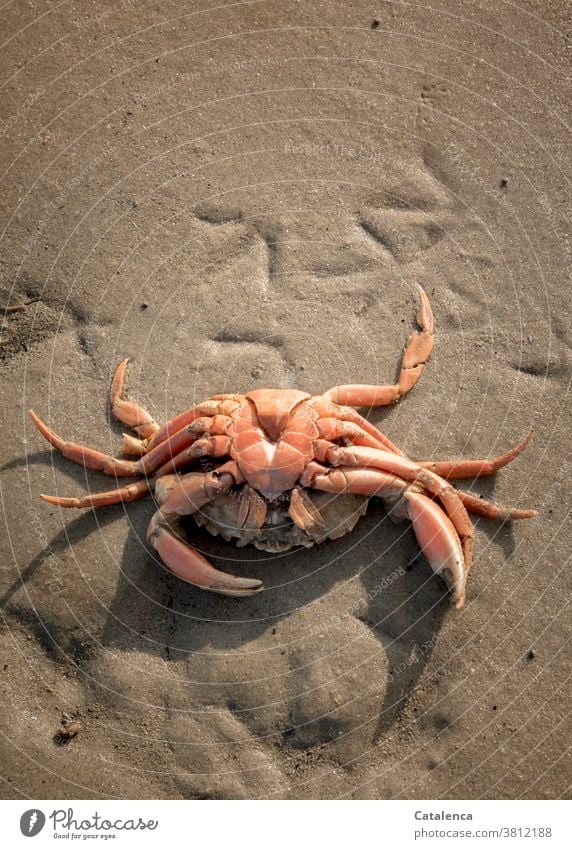 traces of seagull feet in the sand, a crab lies on the back Animal shellfish Cancer Death Dead animal Beach Sand Shrimp Wet traces in the sand Prints birds