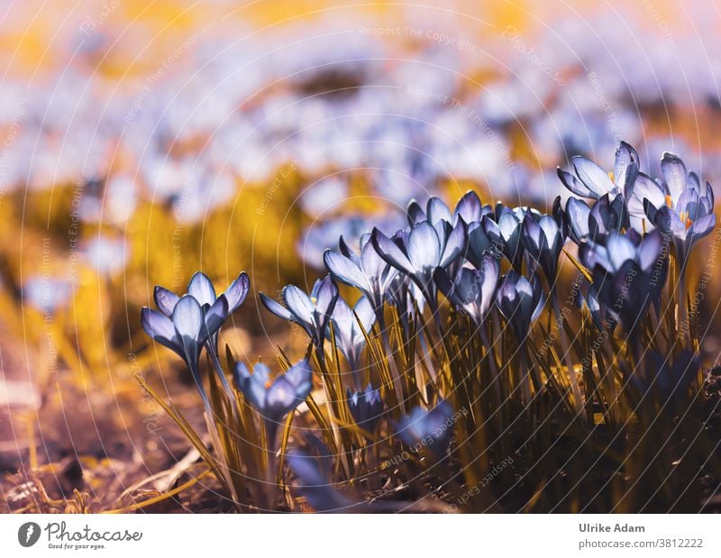 Lust for spring - Shining crocuses Crocus Bremen Franz Schütte Allee Illuminate sights Back-light flowers blossoms Blue Many Spring Spring fever