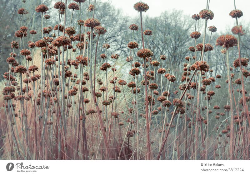 Garden in winter Autumn Faded Winter Light Stalk Grief mourning card Transience transient flora Nature naturally