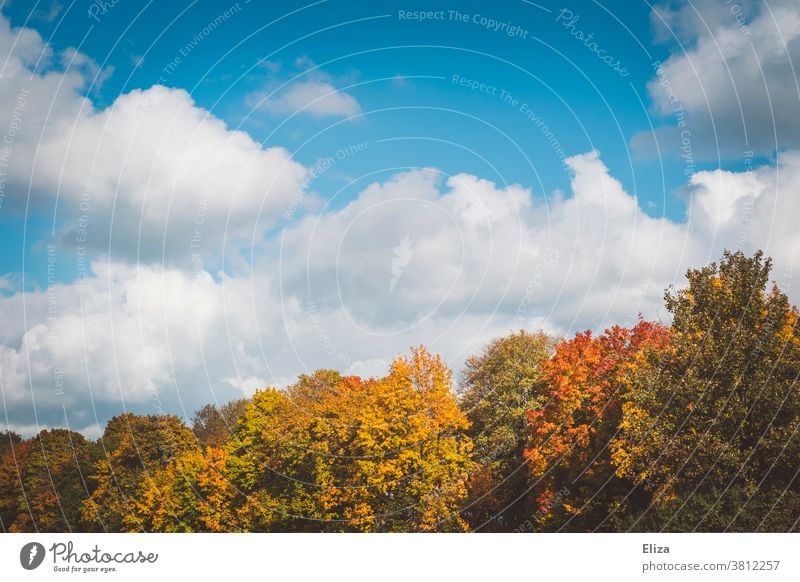 Autumn forest in sunshine with sky Forest trees foliage Nature Exterior shot Tree Autumn leaves Landscape Blue sky Beautiful weather variegated Seasons