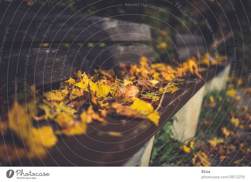 A bench covered with leaves in the park Bench Park foliage leafy Autumn Autumn leaves Autumnal colours Day Nature