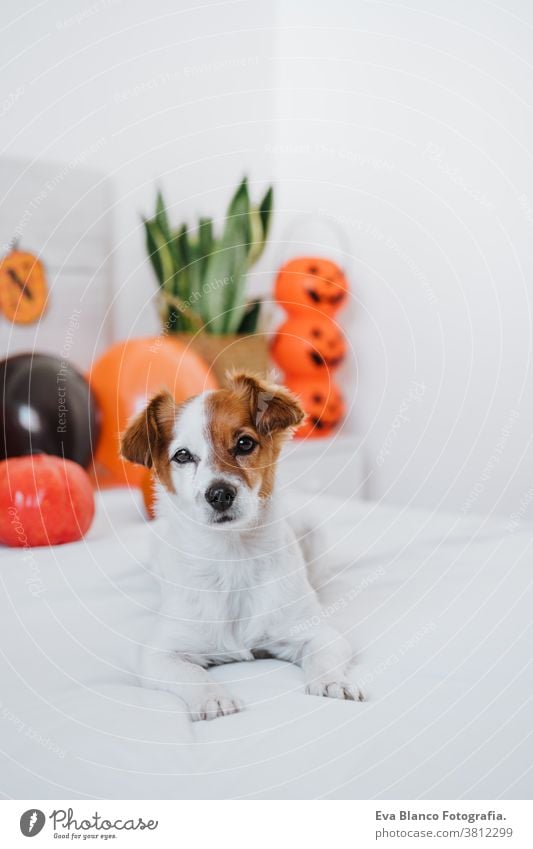 cute jack russell dog at home. Halloween background decoration halloween indoors balloons bedroom house lovely pet nobody orange pumpkin diadem funny domestic