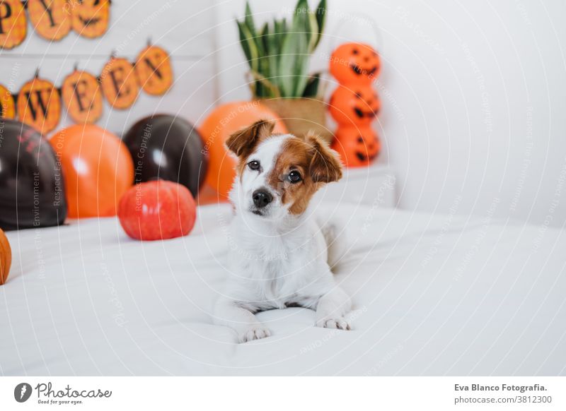 cute jack russell dog at home. Halloween background decoration halloween indoors balloons bedroom house lovely pet nobody orange pumpkin diadem funny domestic