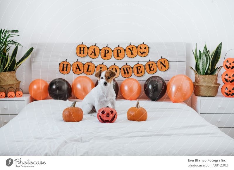 cute jack russell dog at home. Halloween background decoration halloween indoors balloons bedroom house lovely pet nobody orange pumpkin diadem funny domestic