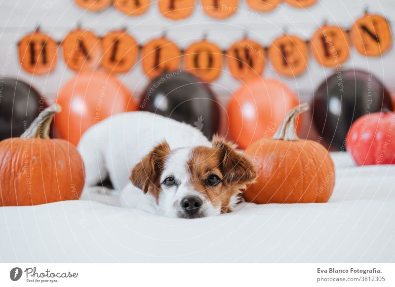 cute jack russell dog at home. Halloween background decoration halloween indoors balloons bedroom house lovely pet nobody orange pumpkin diadem funny domestic