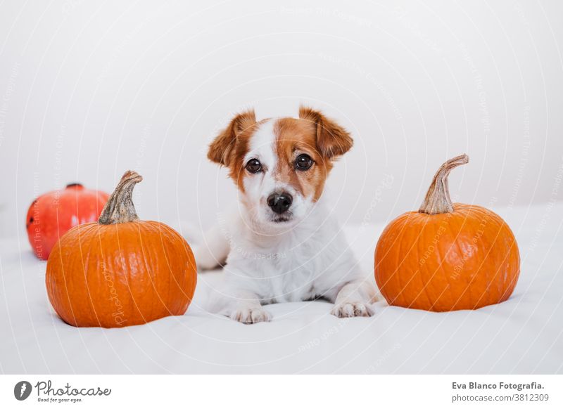 cute jack russell dog at home. Halloween background decoration halloween indoors balloons bedroom house lovely pet nobody orange pumpkin diadem funny domestic