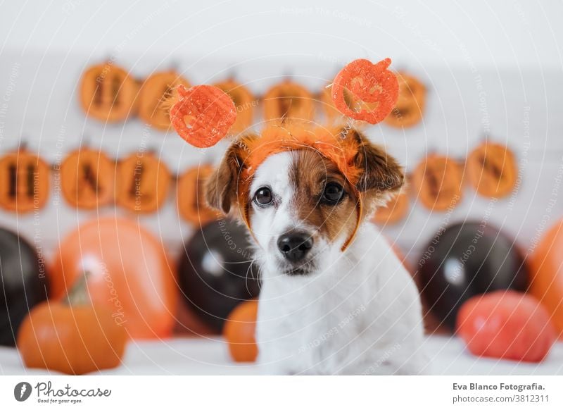 cute jack russell dog wearing halloween diadem at home. Halloween background decoration. indoors balloons bedroom house lovely pet nobody orange pumpkin funny