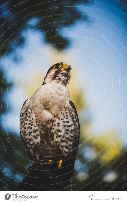 A Lanner falcon sits proudly on the falconer's hand. In the background the blue sky. Bird of prey Lanner Falcon Falconer Hunter Beak Feather feathered Looking