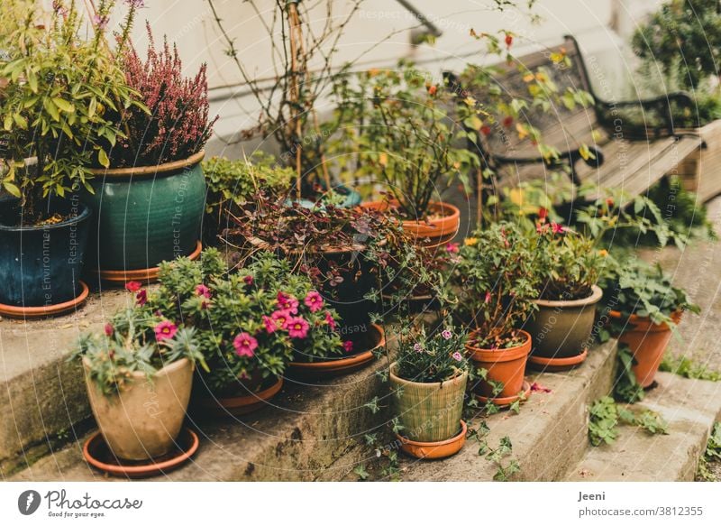 Flower pots stand on a stone staircase on the steps at the side of the road. A garden bench stands behind it. It is autumn. flowers flowerpots Stairs