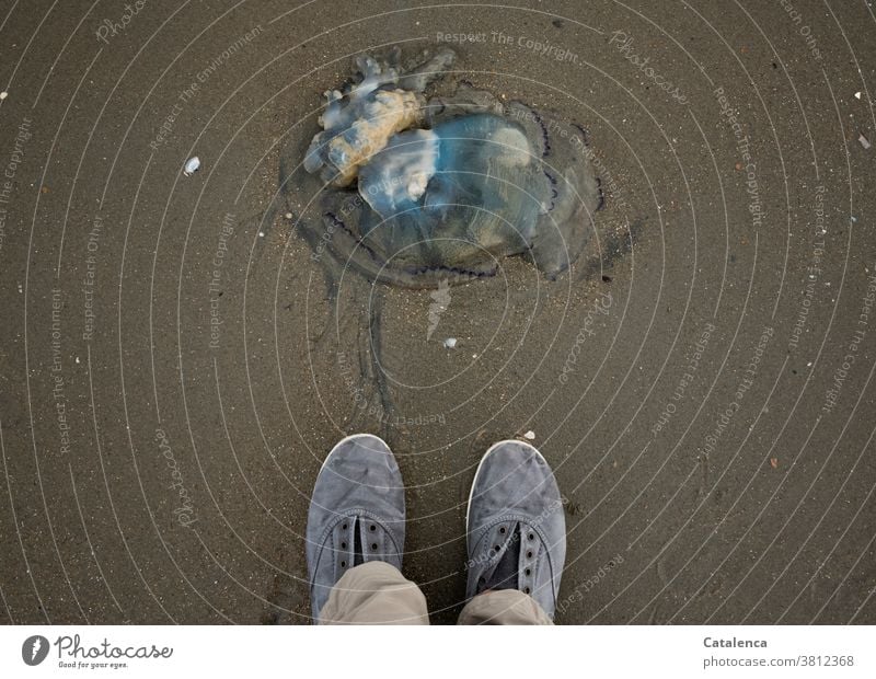 A dead, washed up blue jellyfish and the feet of its observer from a bird's eye view on wet sand Jellyfish Blue nettle jellyfish Animal fauna washed ashore