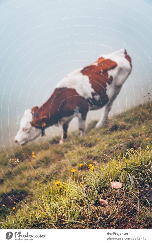 Cow in the fog over the Achensee in Tirol in Austria Alps Back-light Tyrol Lake Achensee Wanderlust Hiking trip Class outing nature conservation Endurance