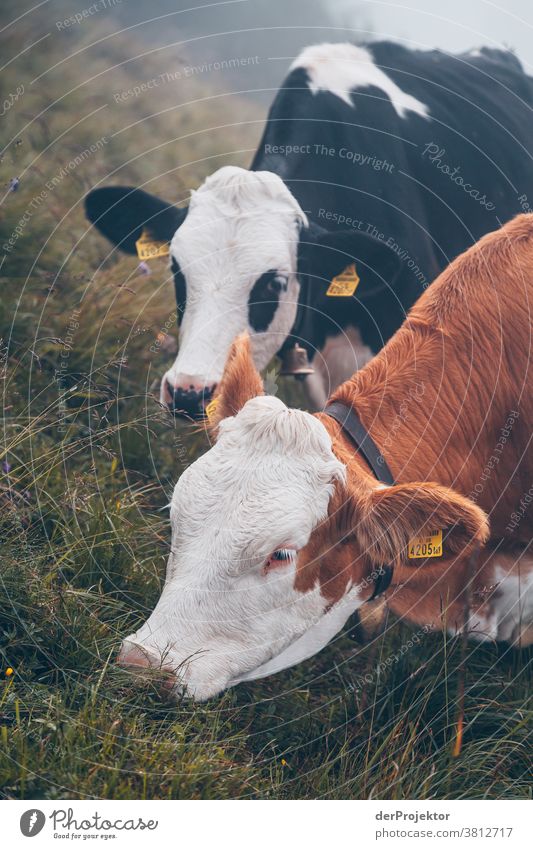 Cows 2 in the fog above the Achensee in Tirol in Austria Alps Back-light Tyrol Lake Achensee Wanderlust Hiking trip Class outing nature conservation Endurance