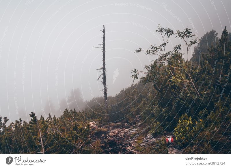 Hiking trail in the fog above the Achensee in Tirol in Austria Alps Back-light Tyrol Lake Achensee Wanderlust Hiking trip Class outing nature conservation