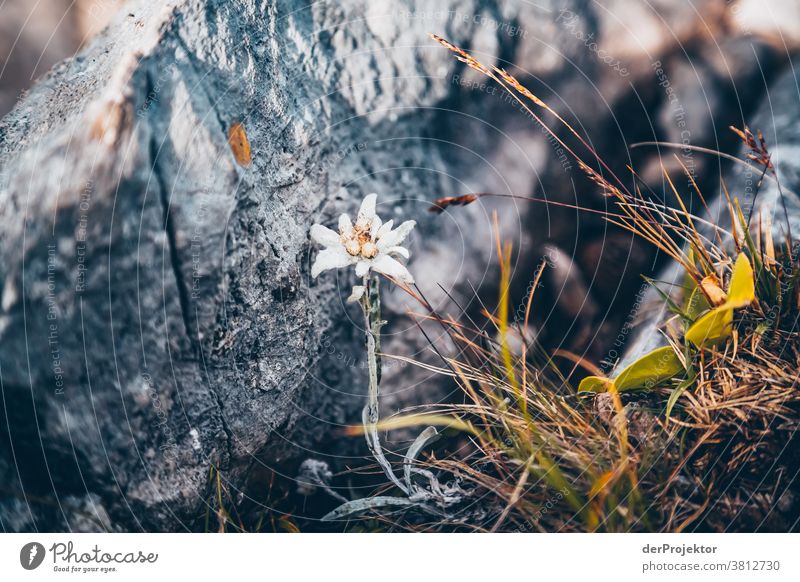 Hidden edelweiss above the Achensee in Tirol in Austria Alps Back-light Tyrol Lake Achensee Wanderlust Hiking trip Class outing nature conservation Endurance