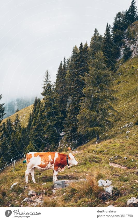 Cow above the Achensee in Tirol in Austria Alps Back-light Tyrol Lake Achensee wanderlust Hiking trip Class outing nature conservation Endurance Determination