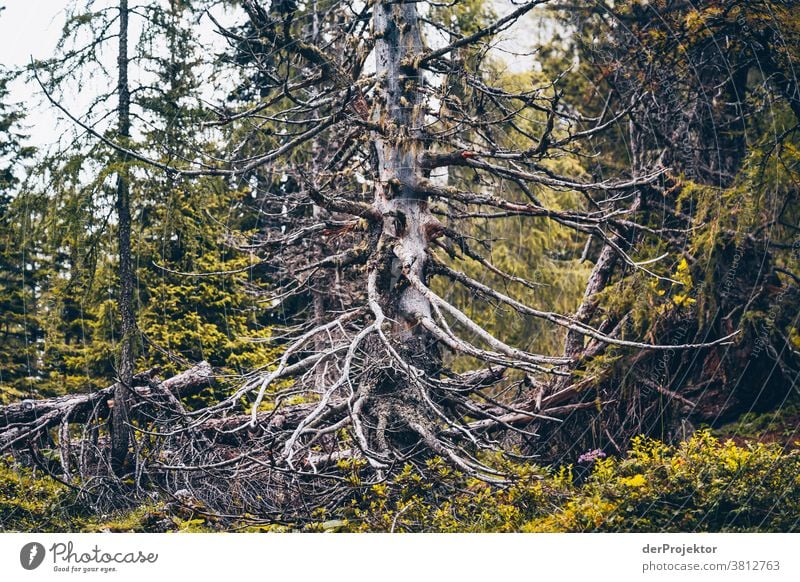 Dead tree above the Achensee in Tirol in Austria Alps Back-light Tyrol Lake Achensee Wanderlust Hiking trip Class outing nature conservation Endurance