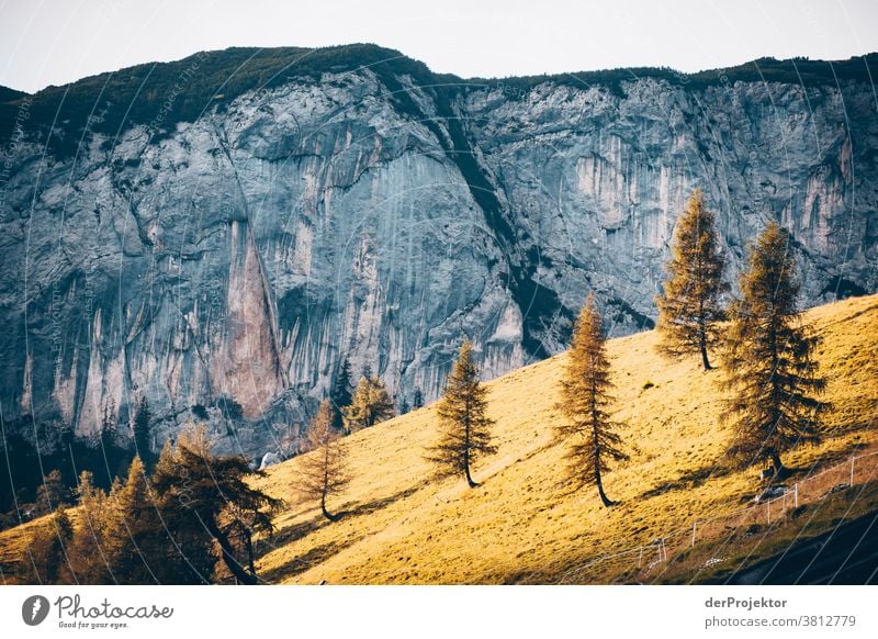 Alpine meadow in the sunlight above the Achensee in Tyrol in Austria Alps Back-light Lake Achensee Wanderlust Hiking trip Class outing nature conservation