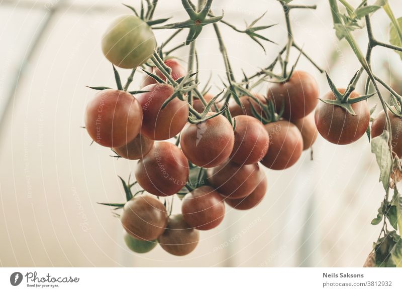 close up red tomatoes hang on branch growing in garden greenhouse tomato plant agriculture bunch cherry climbing closeup color crop delicious diet eating farm