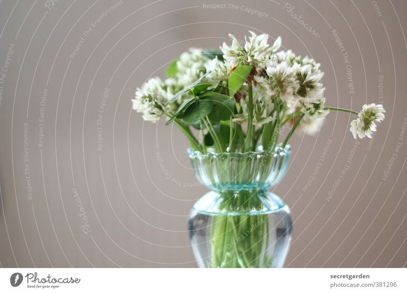 HAPPY BIRTHDAY PHOTOCASE Plant Blossom Foliage plant Brown Green Vase Birthday Bouquet Flower Beautiful Minimalistic Colour photo Interior shot Studio shot