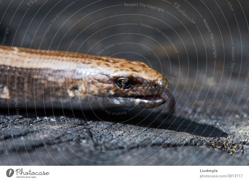 Closeup of slowworm, also known as blindworm, (Anguis fragilis) a legless lizard on a tree stump. adder anguis anguis fragilis animal background biology