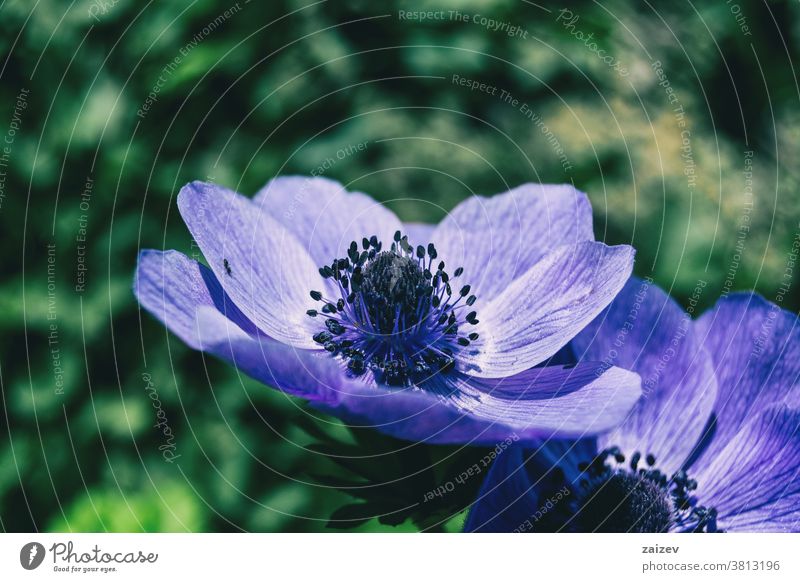 Detail of a purple flower of anemone coronaria poppy anemone spanish marigold windflower mediterranean blossom vegetation flora floral botany botanical