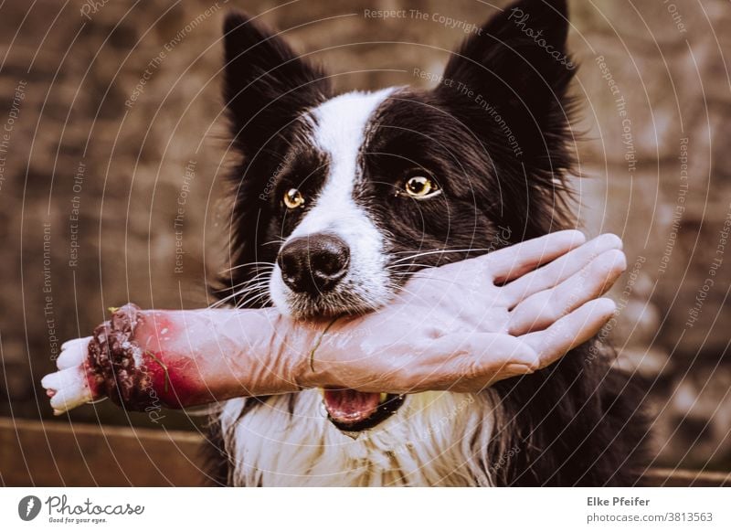 Halloweendog Hallowe'en Halloween, carnival Dog Puppydog eyes Dog's snout border collie crazy crazycrazy crazydog Dog's head Animal face Animal portrait Looking