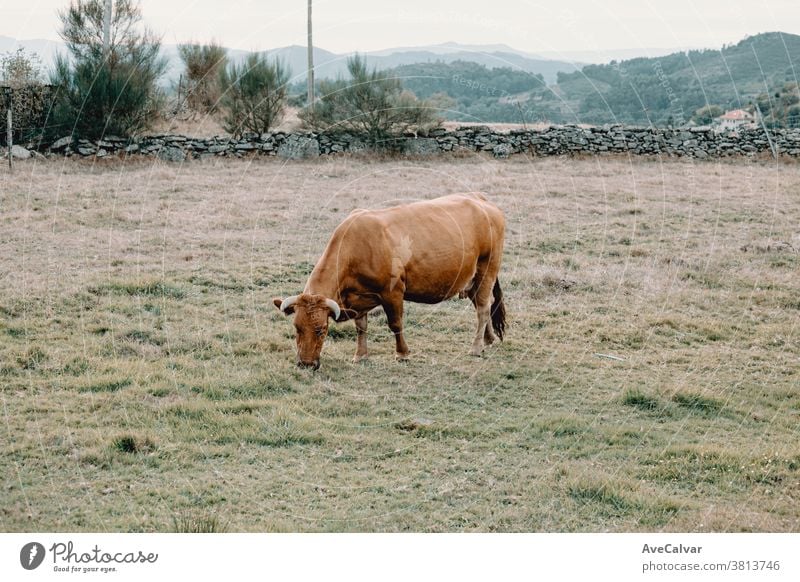 Giant brown cow eating grass in the middle of the farm closeup farming green hay bull macro field animal caricature chew cud straw strange milk blue nose face