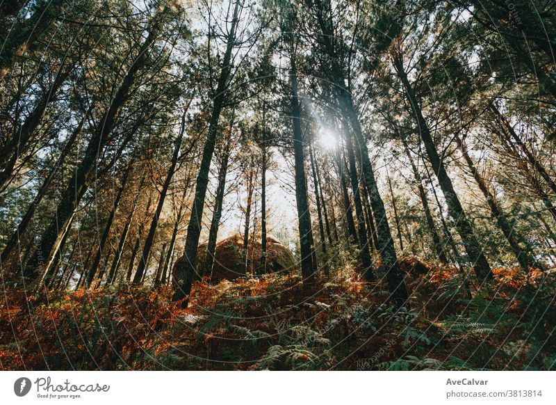 Horizontal and colorful shot of a giant rock in the middle of the forest tree sun nature light clearing dynamic environment idyl countryside natural park log