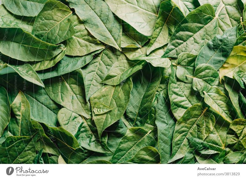 Close up of a pile of green leaves lay day wedding background empty floral petal branch minimalism plant greeting romantic flowers pattern blossom symbol