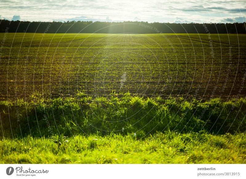 Linum, Brandenburg Evening dim light Twilight Autumn Sky Nature nature conservation Environmental protection wintering grounds cloud Meadow Willow tree