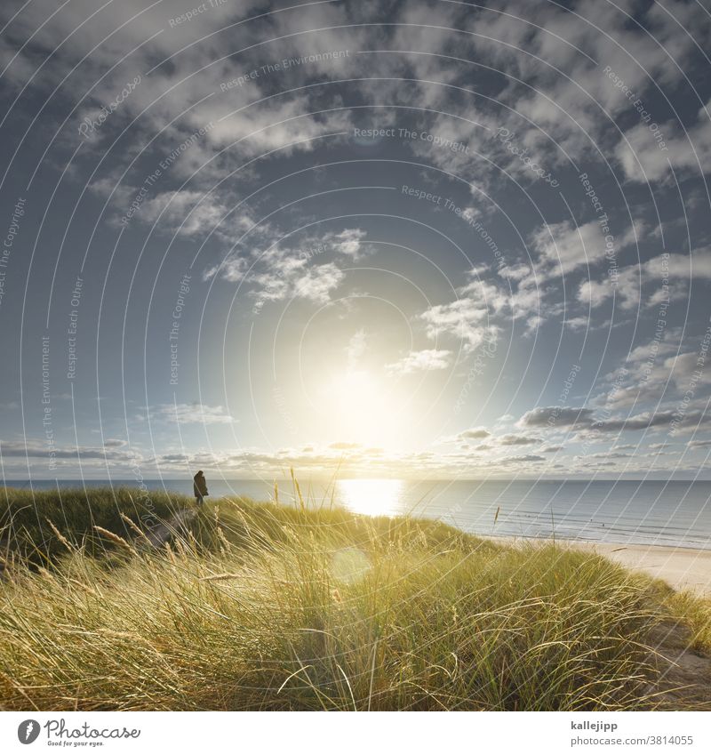 dude in the dunes Marram grass duene Ocean Horizon Vantage point Beach Exterior shot coast Colour photo Landscape Nature Sky Sand Deserted Plant