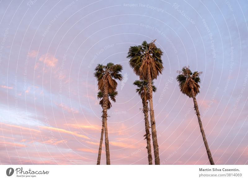 Four Palms. Beautiful sunny sunset in the city of Tarragona, in Catalonia, Spain in the summer of 2020. City Summer amphitheater amphitheatre ancient antique