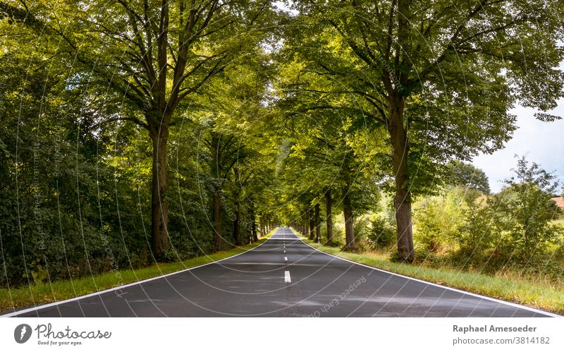 Tree-lined avenue through Thuringia on summer day alameda alley arbored asphalt beautiful blue bush canopy environment europe foliage grass green landscape lane