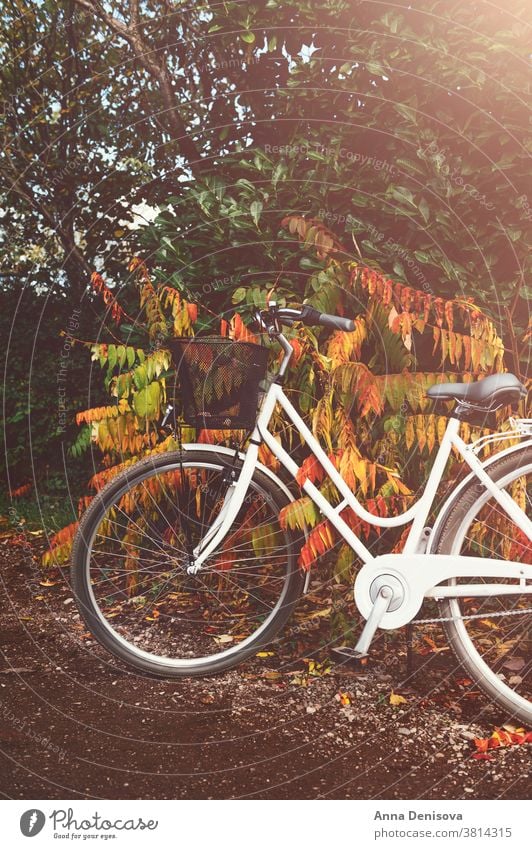 Vintage bicycle in autumn forest bike vintage basket stylish bush female retro wheel old romantic womanish nobody england uk europe outside outdoor girly