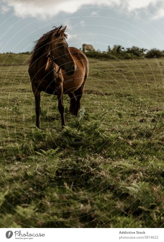 Brown horse on green farm pasture farmland brown ranch stable landscape nature scenic farming grass countryside environment face summer sunny farmstead corral