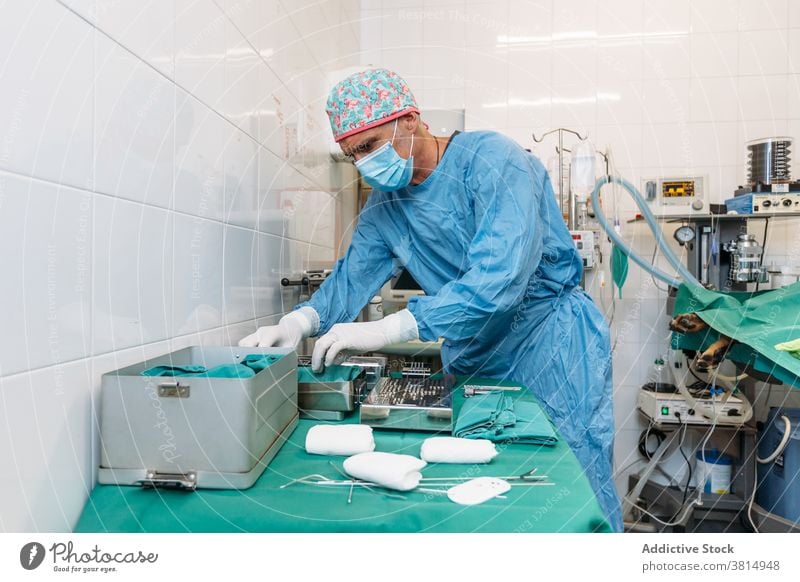 Veterinarian surgeon preparing tools for surgery before operation on a dog veterinarian mask equipment clinic doctor hospital pet operating room sterile theater